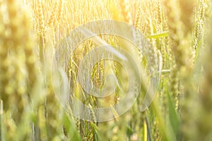 Field farm wheat landscape. Bread rye green grain on golden sky sunset. Agriculture harvest with cereal plant crop