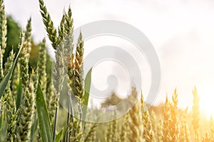 Field farm wheat landscape. Bread rye green grain on golden sky sunset. Agriculture harvest with cereal plant crop