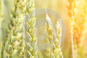 Field farm wheat landscape. Bread rye green grain on golden sky sunset. Agriculture harvest with cereal plant crop background