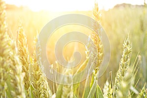 Field farm wheat landscape. Bread rye green grain on golden sky sunset. Agriculture harvest with cereal plant crop background