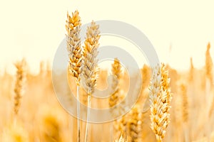 Field farm wheat landscape. Bread rye yellow grain on golden sky sunset. Agriculture harvest with cereal plant crop