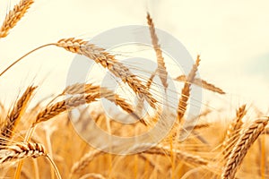 Field farm wheat landscape. Bread rye yellow grain on golden sky sunset. Agriculture harvest with cereal plant crop