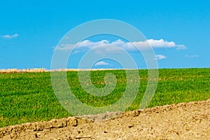 Field of Farmland Crops and Beautiful Blue Sky Above