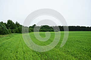 The field fascinates with its lush greenery agro system.  The forest frames an agricultural field