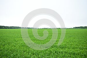 The field fascinates with its lush greenery agro system.  The forest frames an agricultural field