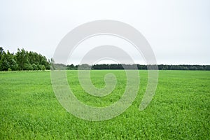 The field fascinates with its lush greenery agro system.  The forest frames an agricultural field