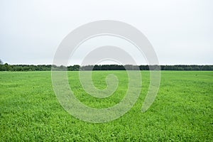 The field fascinates with its lush greenery agro system.  The forest frames an agricultural field