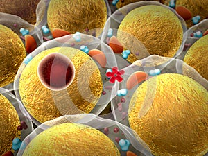 Field of fat cells