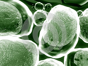 Field of fat cells