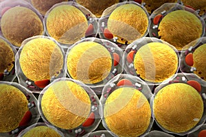 Field of fat cells