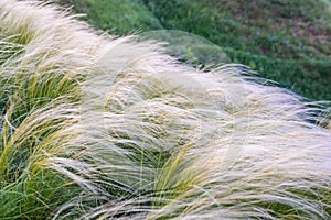 Field with feather grass Stipa beautiful landscape