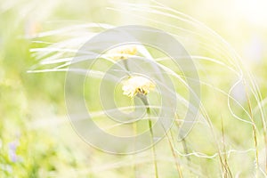 A field of feather grass sways in the wind close-up