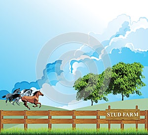 Rural horse stud farm