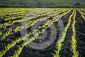 A field of fertile green crops