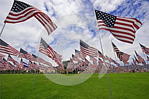 Field filled with American flags