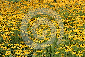 A field filled with Black Eyed Susan flowers using selective focus