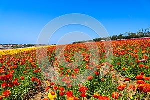 A field filled with rows of red and orange flowers with lush green leaves and stems with palm trees and blue sky
