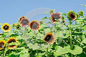 Field of Firecracker Sunflower in garden with blue ky