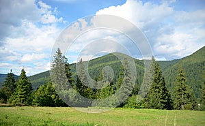 Field with firs on the background of the mountains and the blue sky with clouds