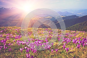 Field of first blooming spring flowers crocus as soon as snow descends on the background of mountains in sunlight. photo