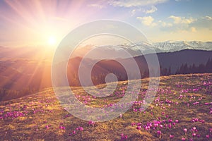 Field of first blooming spring flowers crocus as soon as snow descends on the background of mountains in sunlight. photo