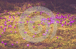 Field of first blooming spring flowers crocus in mountains.