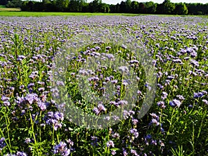 Field of flagrant phacelia flowers
