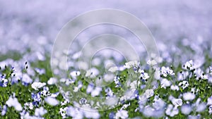 Field of Flax flowers