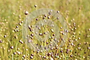 Field of flax plant, close up.