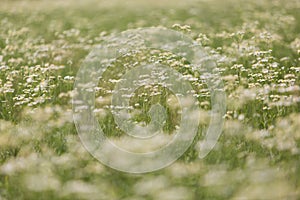 Field of Daisy Fleabane