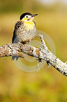 Field Flicker