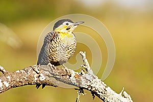 Field Flicker (Colaptes campestris)