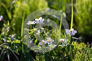 Field floral. Anemones in the grass. Wild northern anemones flowers blooming in spring or summer season in Yakutia, Siberia