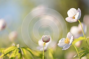 Field floral. Wild northern anemones flowers blooming in spring or summer season in Yakutia, Siberia