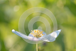 Field floral. Wild northern anemones flowers blooming in spring or summer season in Yakutia, Siberia