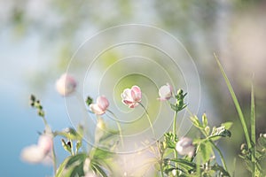 Field floral. Wild northern anemones flowers blooming in spring or summer season in Yakutia, Siberia