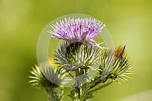 Field flower photo