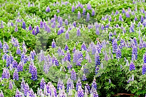 Field of flower