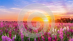 field flower meadow beautiful sunset countryside violet blooming pink nature background