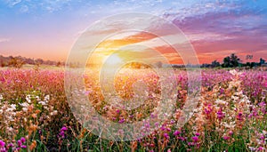 field flower meadow beautiful sunset countryside violet blooming pink nature background