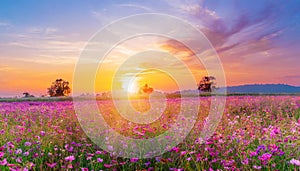 field flower meadow beautiful sunset countryside violet blooming pink nature background