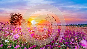 field flower meadow beautiful sunset countryside violet blooming pink nature background