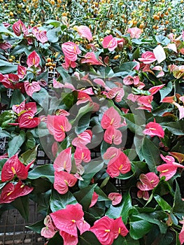 A field of flower red kuping gajah