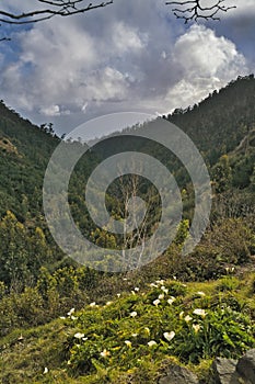 A field of flowering Calla Lilies on madeira island in springtime