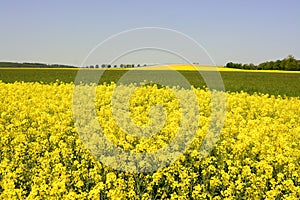 A field of flowering canola