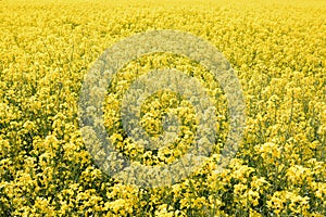 A field of flowering canola