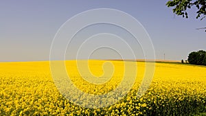 A field of flowering canola