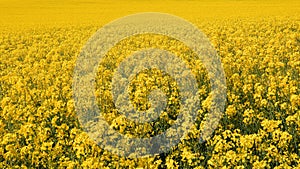 A field of flowering canola