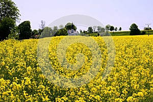 A field of flowering canola