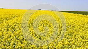 A field of flowering canola